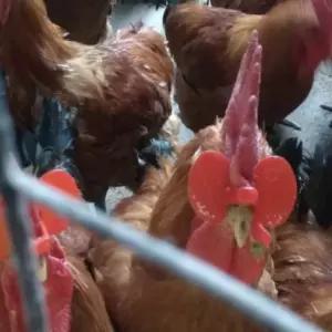 앵무새이동장 꿩안경 대사이즈50개+펜치 눈가리개 닭안경