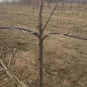 묘목 지지대 나무 고정 포도용 원예용 과실수 가지지지