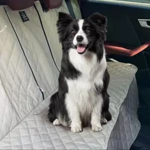 차량용 애견 매트 뒷좌석 온열 자동차용 방수 대형견