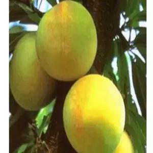 자두나무(토파즈)_접목1년(2주묶음)/유실수/정원수/묘목/K0152