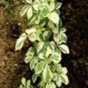 묘목 당오가피나무_ 삽목2년포트(2개묶음) 조경수/정원수/K0229