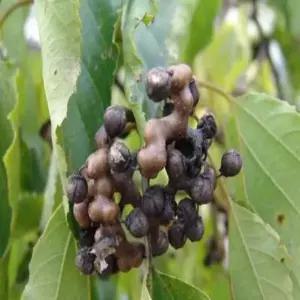 묘목 헛개나무_ 실생2년 [10주묶음] 조경수/정원수/K0245