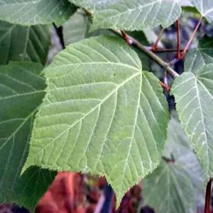 묘목 벌나무_ 실생2년 [5주묶음] 조경수/정원수/K0247