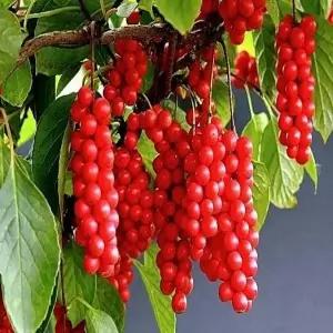 묘목 오미자나무_ 실생2년 [10주묶음] 조경수/정원수/K0251