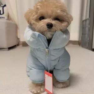 강아지 패딩 옷 올인원 블루 반려 겨울
