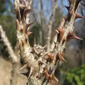 묘목 엄나무_ 실생2년 [5주묶음] 조경수/정원수/K0260