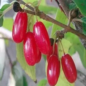 묘목 산수유나무_ 실생2년 [10주묶음] 조경수/정원수/K0262