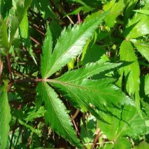 모종 당귀_  [포트묘 10개 묶음] 조경수/정원수/K0269