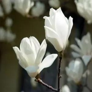 묘목 목련나무(백목련) _ 7치포트묘 [ ] 조경수/정원수/K0281