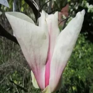 묘목 목련나무(엘리자베스) _ 7치포트묘 [ ] 조경수/정원수/K0282