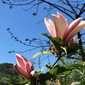 묘목 목련나무(갈리모스퍼드) _ 접목1년 [ 포트묘 ] 조경수/정원수/K0283