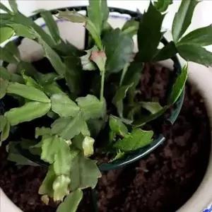 [골드스마일]식물 지지대 원형 화분 프레임 실내 정원용 지원대 넝쿨 지탱대