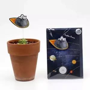 [골드스마일]성장 새싹 키우기 과꽃 키트 씨앗 키우기 세트 식물 재배