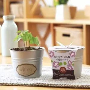 [골드스마일]새싹 화분 재배 키트 씨드볼 씨앗 재배 키트 키우기 식물