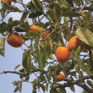 유실수 묘목/감나무 (고종시)홍시, 곶감용 접목 1년포트묘/두개묶음 KJ138