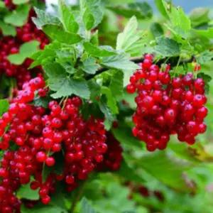 유실수 묘목/레드커런트 존케어반테스  3년생 포트묘 KJ029