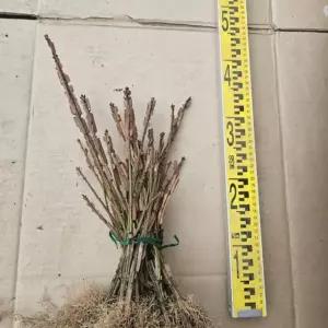 화살나무 삽목2년생 묘목 10주 / 튼튼한정품