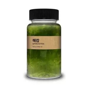 초등학교 실험 관찰생물 녹조류 해캄 100ml