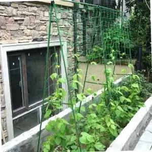 TC2 호박 오이 토마토 넝쿨 덩쿨 식물지지대