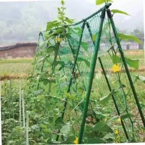 TC2 식물넝쿨 비닐하우스 가든네트 오이 호박 덩굴 지지대