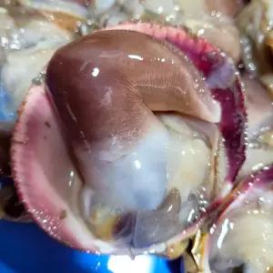 제철 여수 검정새조개 200g 자연산 손질 샤브샤브