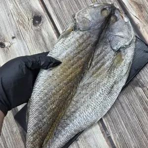 특대왕 반건조 민어 40cm내외 3미 제수용