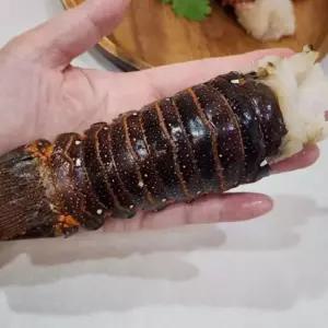 VDD 스파이니 랍스터 테일 10미 고급