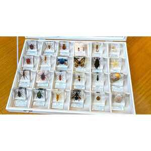곤충 바다 생물 박제 표본 아크릴 수집용 교육용 세트