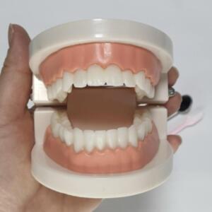 치아 이빨 모형 교육용 가짜 이 구조 치과 양치 교구