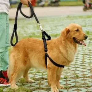 대형견 목줄 하네스 리드줄 세트 반려견산책줄 애견몸줄