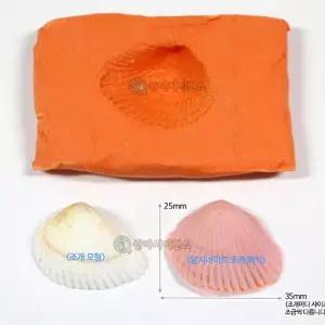 SA 나만의 조개 화석 만들기 6인 세트과학교구 수업