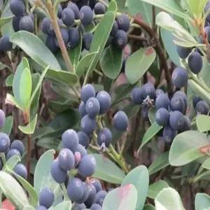 묘목 까마귀쪽나무_ 6치포트(2개묶음) 조경수/정원수/K0228