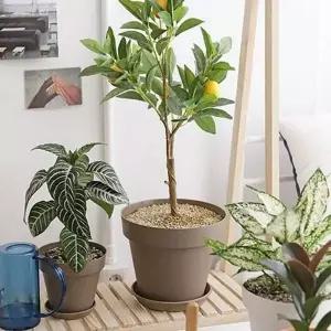 [골드스마일]모던 아트 화분 5호 인테리어 베란다 화분 데스크 가드닝 다육