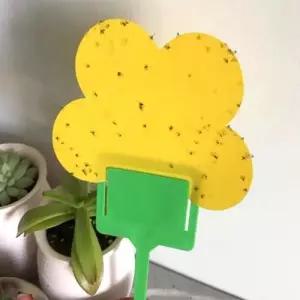 날파리 파리 화분 끈끈이트랩 초파리 뿌리파리 WFLXGIA