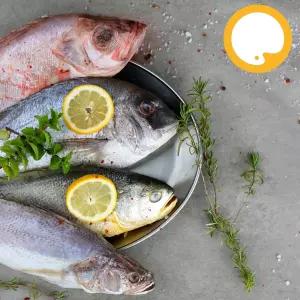 제수용생선세트 촉촉 건조 10% 부세 민어조기 도미(참돔) 적어(열기 볼락)