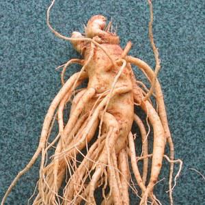 (콩난발+5년난발+6년난발+특난발+왕난발/옵션선택) 6년근(750g)금산인삼 미삼 덤 드립니다