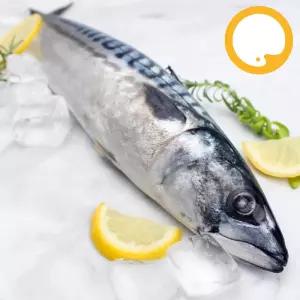 노르웨이고등어 20kg 400/600 라운드(절단X) 업소용