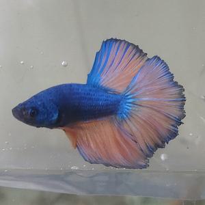 [신세계수족관] 하프문베타 수컷 (색상미요구시 랜덤발송)