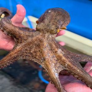 통영 당일조업 자연산 생물 돌문어 1kg (1-4미)