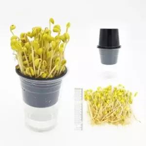 [더원사이언스] 우리집 콩나물기르기 재배키트 (1인용 포장)/콩나물 키우기/과학교구