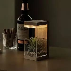 모던포인트 원목 LED 플랜테리어 식물 무드등