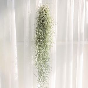 갑조네 수염틸란드시아(행잉)