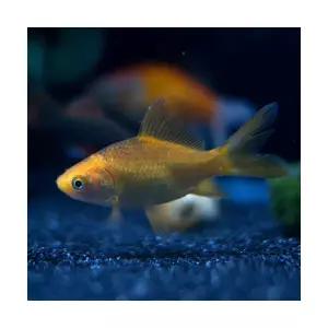 미미네아쿠아 물고기 금붕어 소 10마리