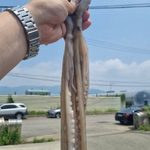 냉동 낙지 급냉 활낙지 18미