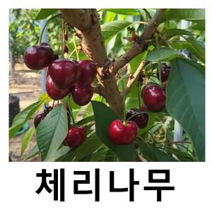 체리나무 묘목 러시아8호 왜성콜트대목 R3cm 결실주