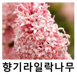 향기라일락나무 프레스토니아 미스캐나다 포트묘