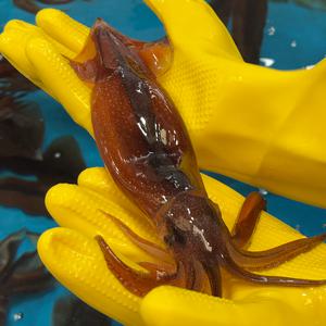 [대한민국농수산] 국내산 당일조업 오징어 신선급냉 오징어