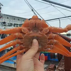 울진 속초 박달 홍게 4kg 8-11미 후포리 홍게 주문 박달 홍게 찜 울진 홍게 택배 속초홍게 자숙홍게 박달게