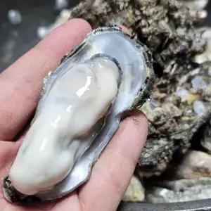 [롯데백화점]남도미향 당일채취 고흥 석화 5kg