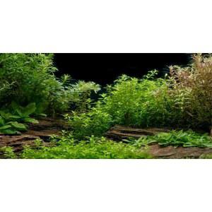 AWERT 수족관 배경 리버 베드 레이크 수생 식물 어항 비닐 36x24 인치